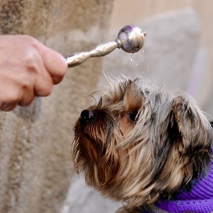 Bénédiction des animaux